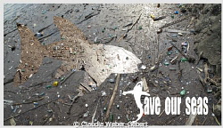 Save our Seas II by Claudia Weber-Gebert 